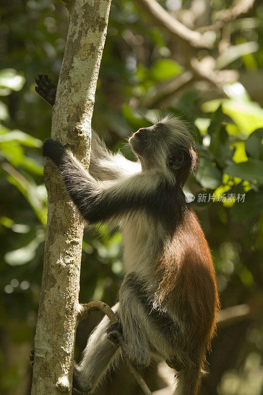 在坦桑尼亚桑给巴尔的Jozani森林保护区，Kirk的红疣猴(Procolobus kirkii)正在撒尿